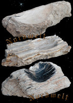 Schale aus versteinertem Holz viele Millionen Jahre alt.