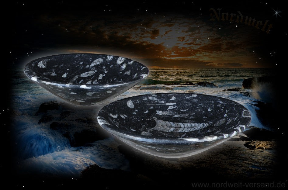 Schüssel Orthoceras  Schale versteinerte Fossilie