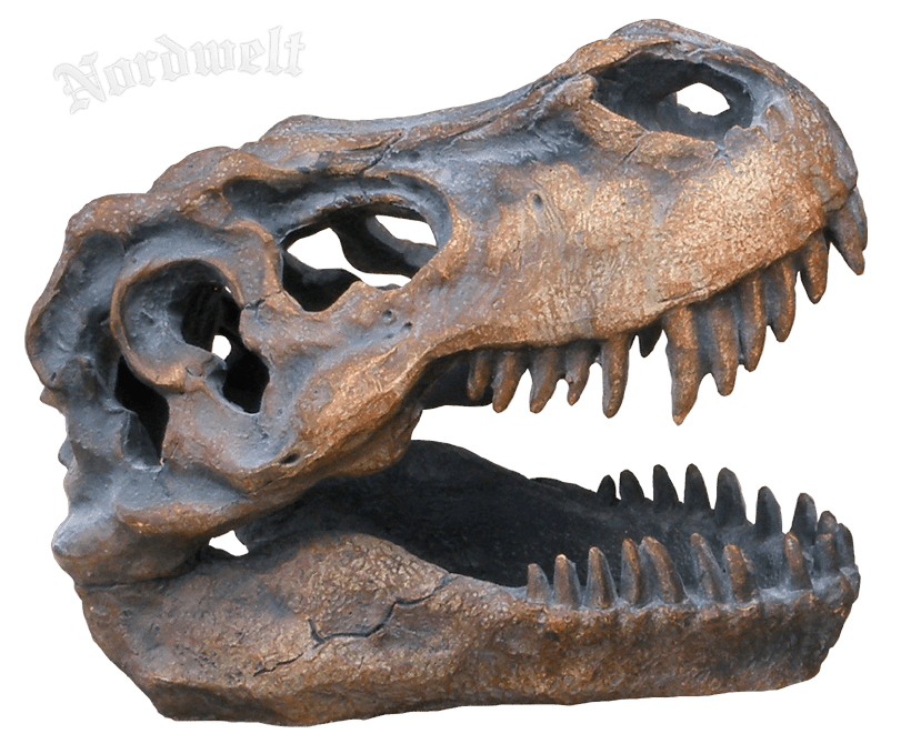Schädel Tyrannosaurus Rex, Deko  Dino- Schädel, Polyresin